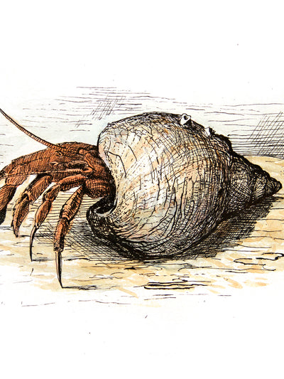 hermit crab painting