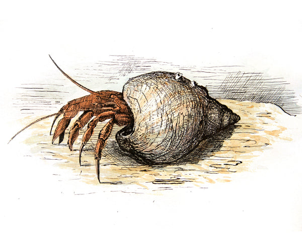 hermit crab painting