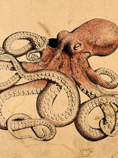 Hand-Drawn Octopus Art Print – Nautical Wall Decor