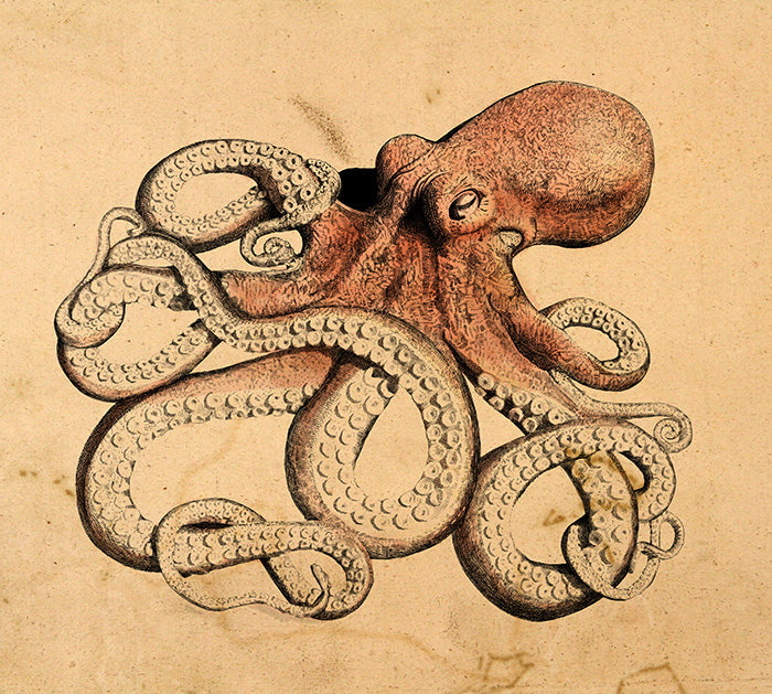 Hand-Drawn Octopus Art Print – Nautical Wall Decor