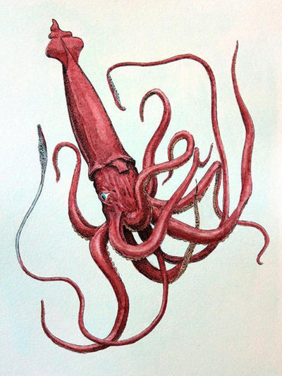 Hand-painted print of a red squid with details resembling a vintage marine illustration.