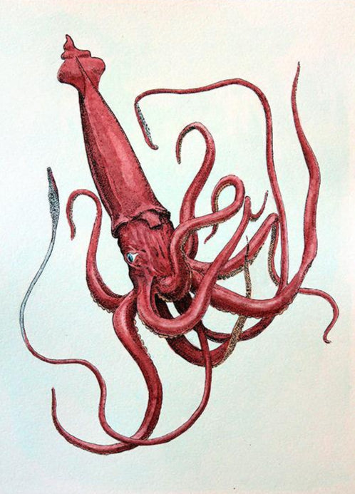 Hand-painted print of a red squid with details resembling a vintage marine illustration.