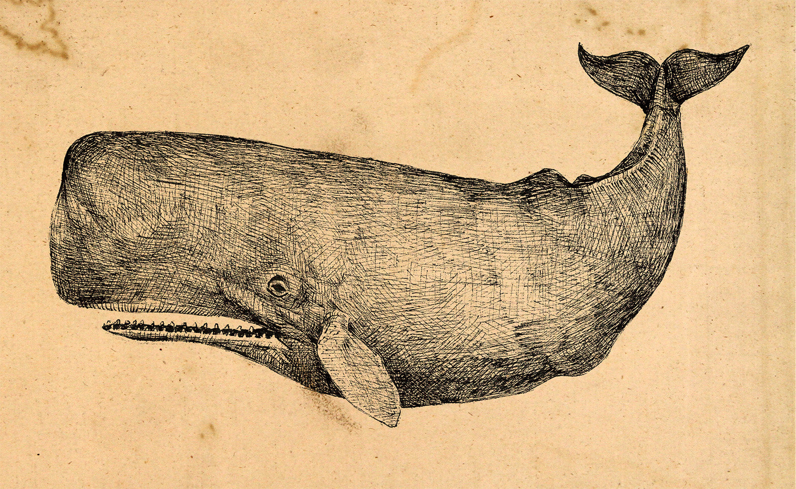 Vintage Whale Art Print – Nautical Wall Decor | Hand-Colored Ocean Illustration