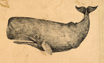 Vintage Whale Art Print – Nautical Wall Decor | Hand-Colored Ocean Illustration