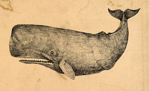 Vintage Whale Art Print – Nautical Wall Decor | Hand-Colored Ocean Illustration