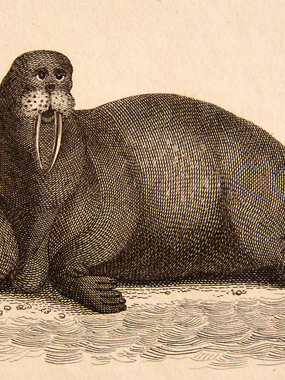 I Am the Walrus Art Print – Hand-Colored Antique London Print, 8x10 Archival Paper