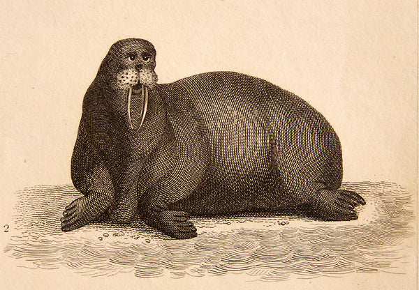 I Am the Walrus Art Print – Hand-Colored Antique London Print, 8x10 Archival Paper