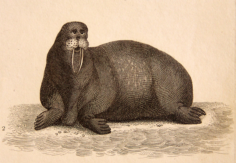 I Am the Walrus Art Print – Hand-Colored Antique London Print, 8x10 Archival Paper