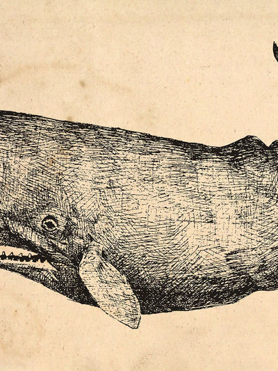 Vintage-style illustration of a whale on a textured beige background