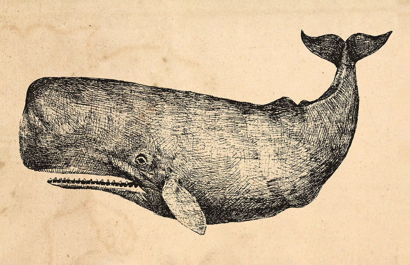 Vintage-style illustration of a whale on a textured beige background