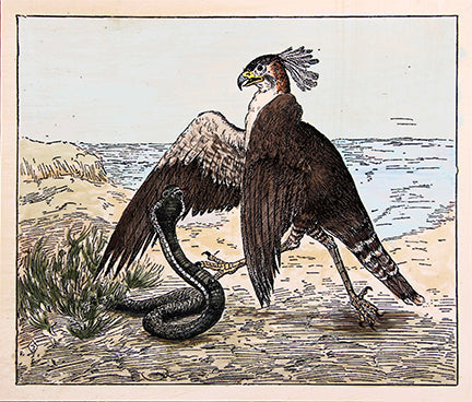 Hawk & Cobra Art Print