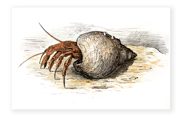 Hermit Crab Art Print
