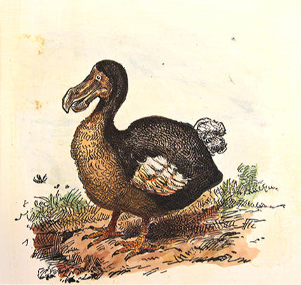 A vintage hand-colored illustration of a Dodo bird on archival-quality paper.